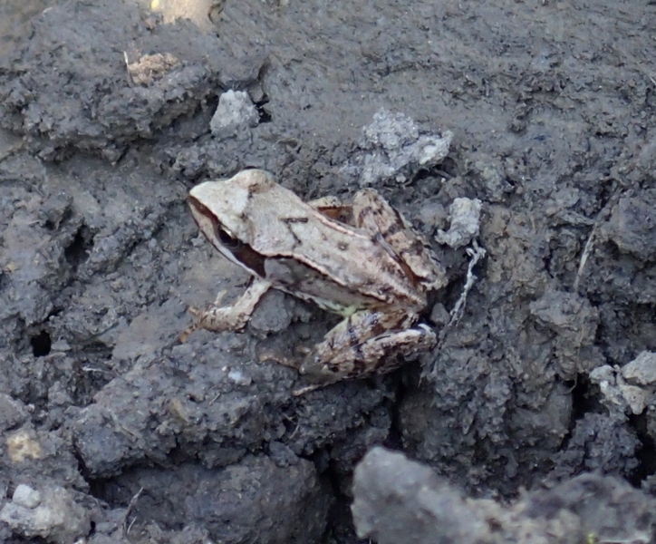 Rana temporaria?